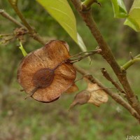 Holoptelea integrifolia (Roxb.) Planch.